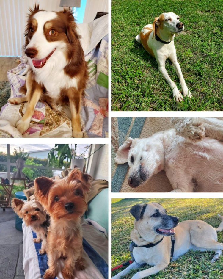 thumbnail_Dogs Collage